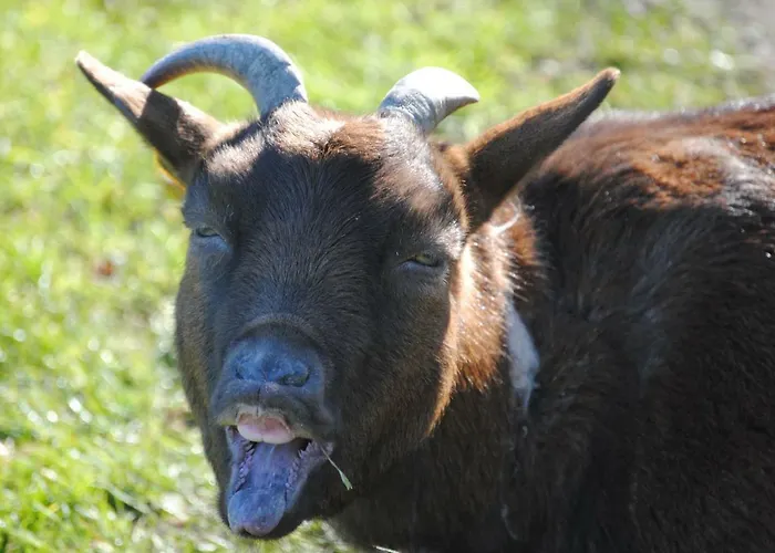 Bed & Breakfast De Lummel