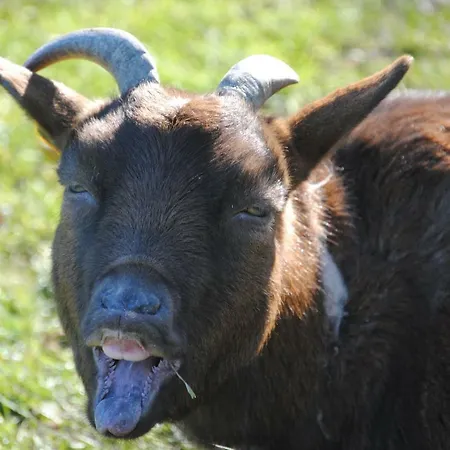 ベッド・アンド・ブレックファスト De Lummel